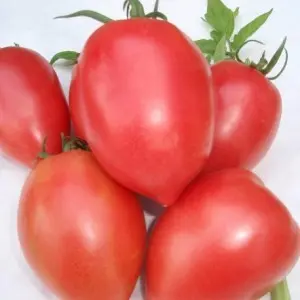Seminte tomate Rugby F1