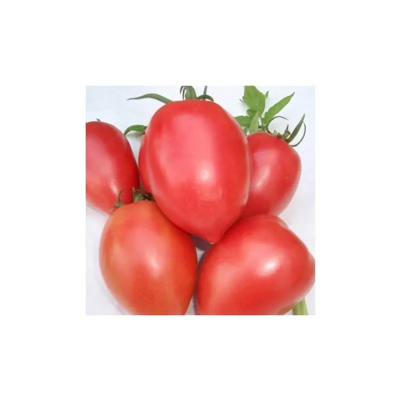 Seminte tomate Rugby F1