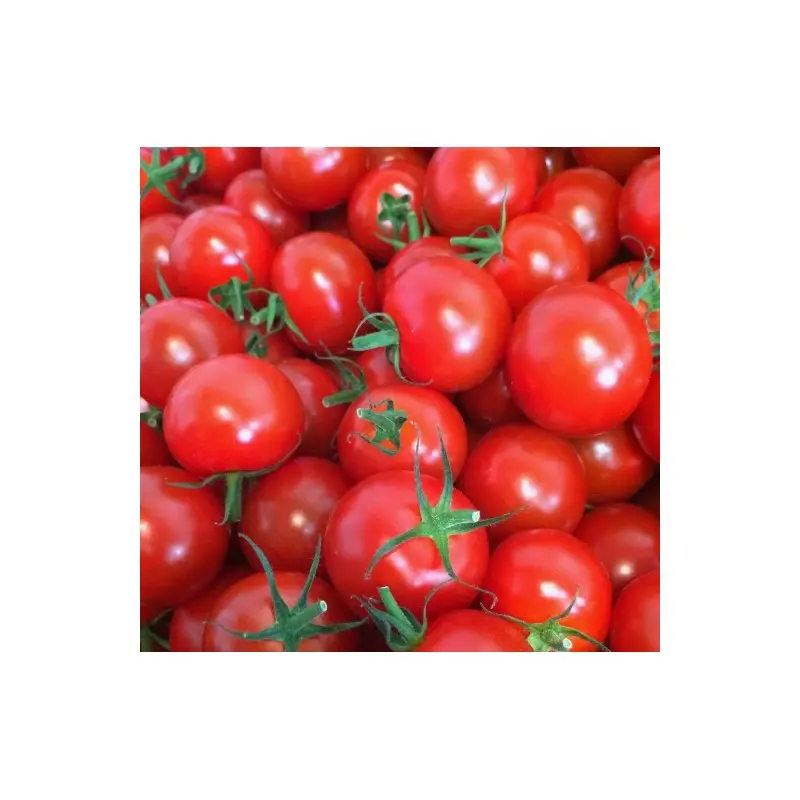 Seminte tomate Cheramy F1