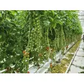 Seminte tomate Cheramy F1