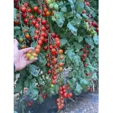 Seminte tomate Cheramy F1