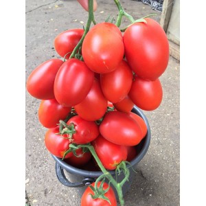 Seminte tomate Giacomo F1
