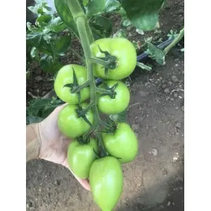 Seminte tomate Giacomo F1