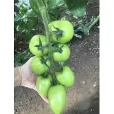 Seminte tomate Giacomo F1