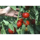 Seminte tomate Vasanta F1