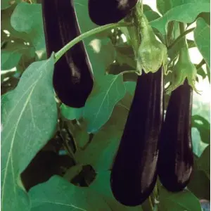 Seminte vinete Nilo F1