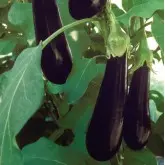 Seminte vinete Nilo F1