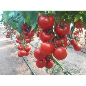 Seminte tomate Donnatino F1