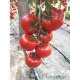 Seminte tomate Donnatino F1