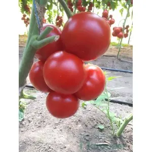 Seminte tomate Donnatino F1