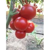 Seminte tomate Donnatino F1