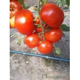 Seminte tomate Donnatino F1