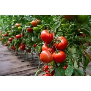 Seminte tomate Motril F1