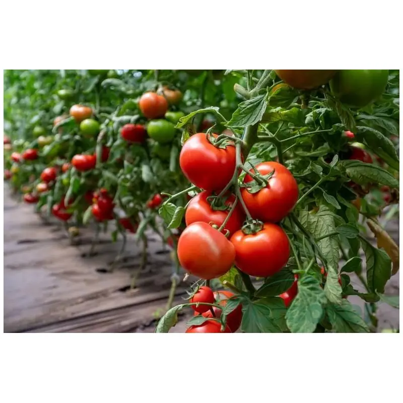 Seminte tomate Motril F1