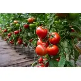 Seminte tomate Motril F1