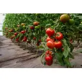 Seminte tomate Motril F1
