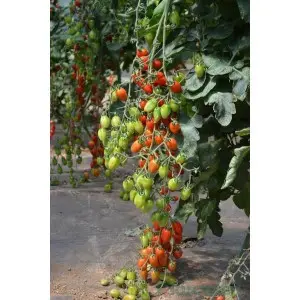 Seminte tomate Ferdinand F1