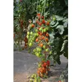 Seminte tomate Ferdinand F1