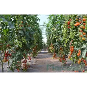 Seminte tomate Ferdinand F1
