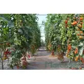 Seminte tomate Ferdinand F1