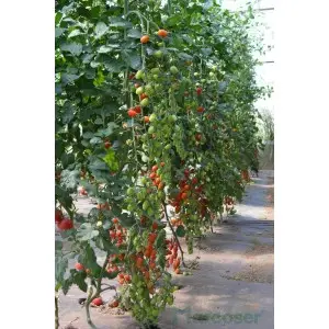 Seminte tomate Ferdinand F1