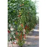 Seminte tomate Ferdinand F1