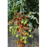 Seminte tomate Ferdinand F1