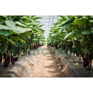 Seminte vinete Esmeralda F1