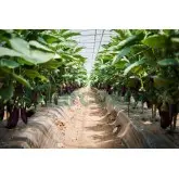 Seminte vinete Esmeralda F1