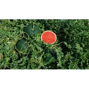 Seminte pepene verde Grandis F1