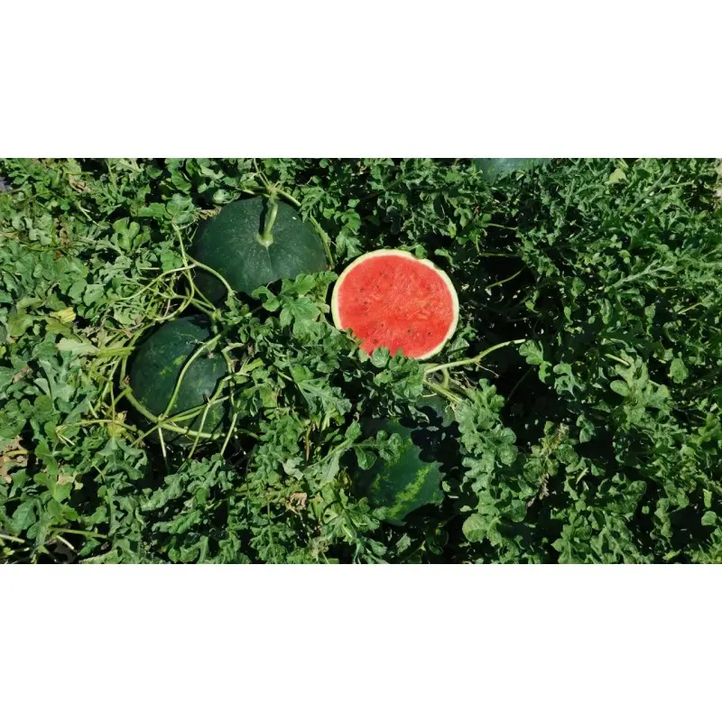 Seminte pepene verde Grandis F1