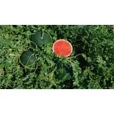 Seminte pepene verde Grandis F1