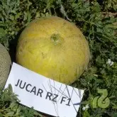 Seminte pepene galben Jucar F1