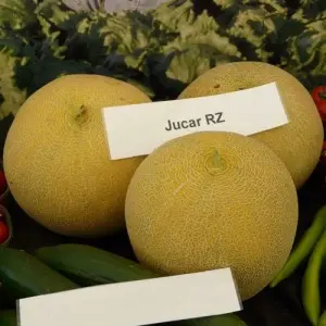Seminte pepene galben Jucar F1