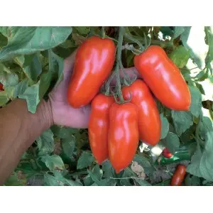 Seminte tomate Giulietta F1
