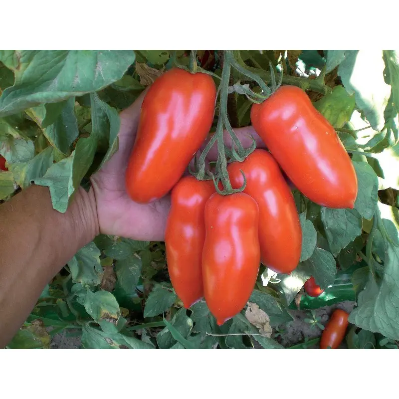 Seminte tomate Giulietta F1
