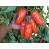 Seminte tomate Giulietta F1