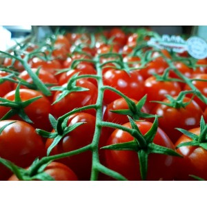Seminte tomate Creativo F1