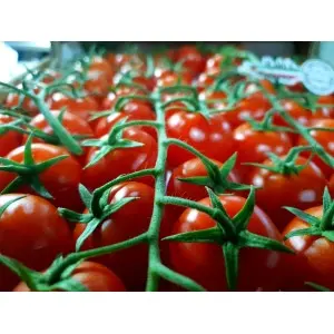 Seminte tomate Creativo F1
