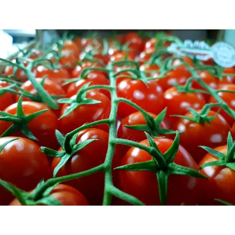 Seminte tomate Creativo F1