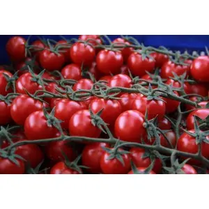 Seminte tomate Creativo F1