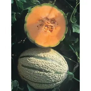 Seminte pepene galben Macigno F1