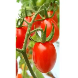 Seminte tomate cherry Mojitos F1