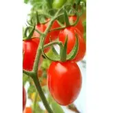 Seminte tomate cherry Mojitos F1