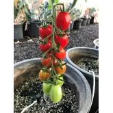 Seminte tomate cherry Mojitos F1