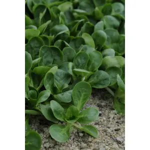 Seminte valeriana Trophy