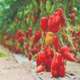 Seminte tomate Portento F1