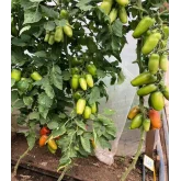 Seminte tomate Portento F1