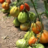 Seminte tomate Levante F1