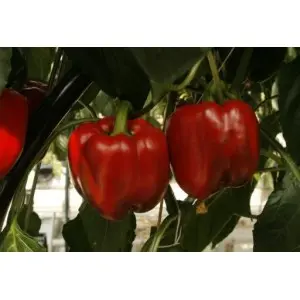 Seminte ardei gras Red Jet F1